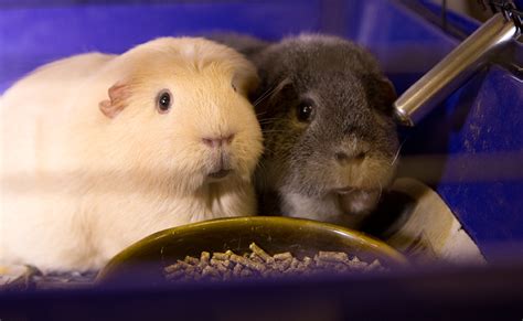 are gophers similar to guinea pigs